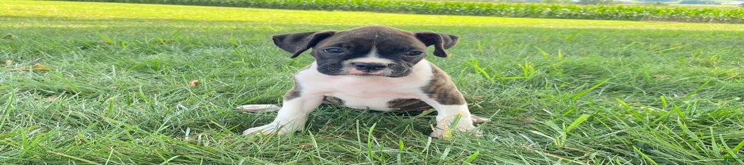 Stella