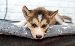 Alaskan Malamute dogs for sale: Sanji - Image 5