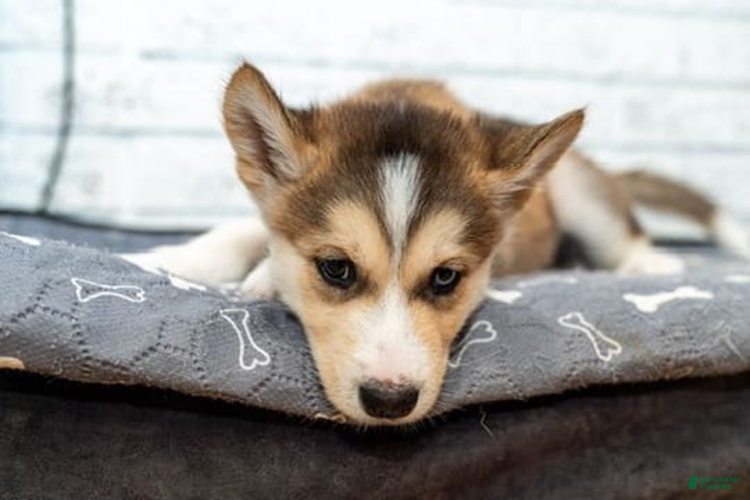 Alaskan Malamute dogs for sale: Sanji - Image 5