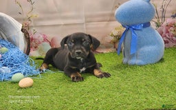 Catahoula Leopard Dog dogs for sale: Juliet 2025 M8 Catahoula Puppy - Image 2