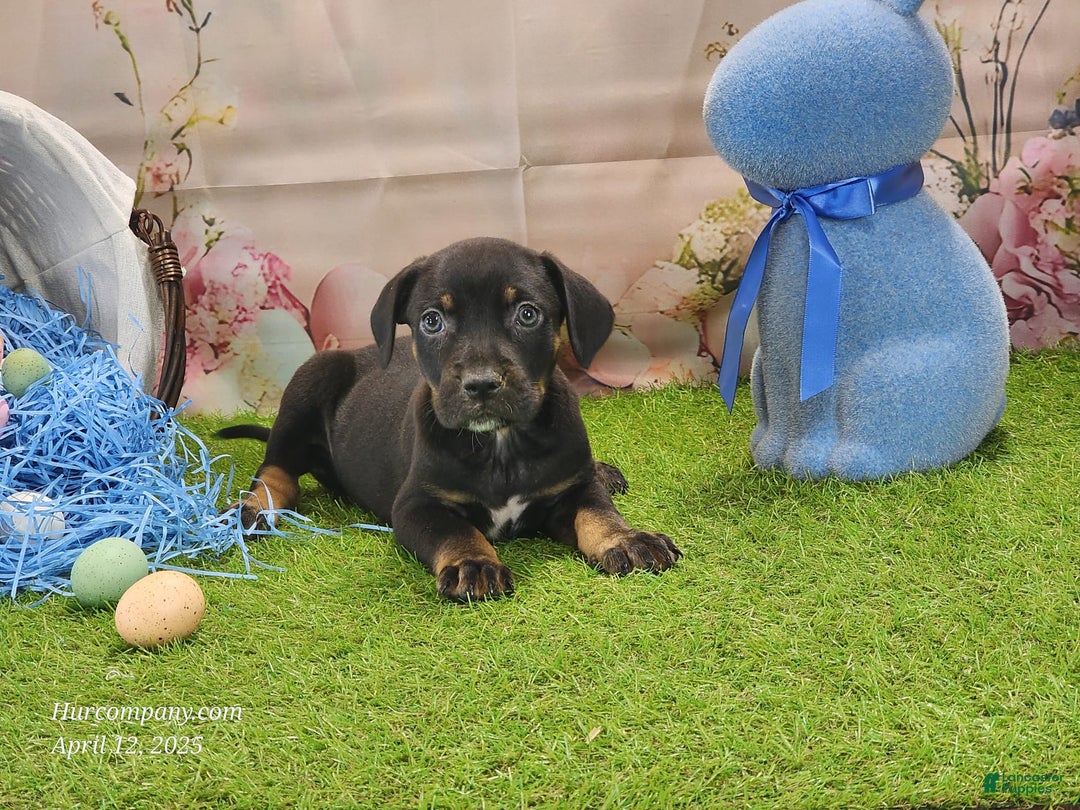 Catahoula Leopard Dog dogs for sale: Juliet 2025 M8 Catahoula Puppy - Image 2