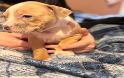 American Bully dogs for sale: Blossom - Image 4