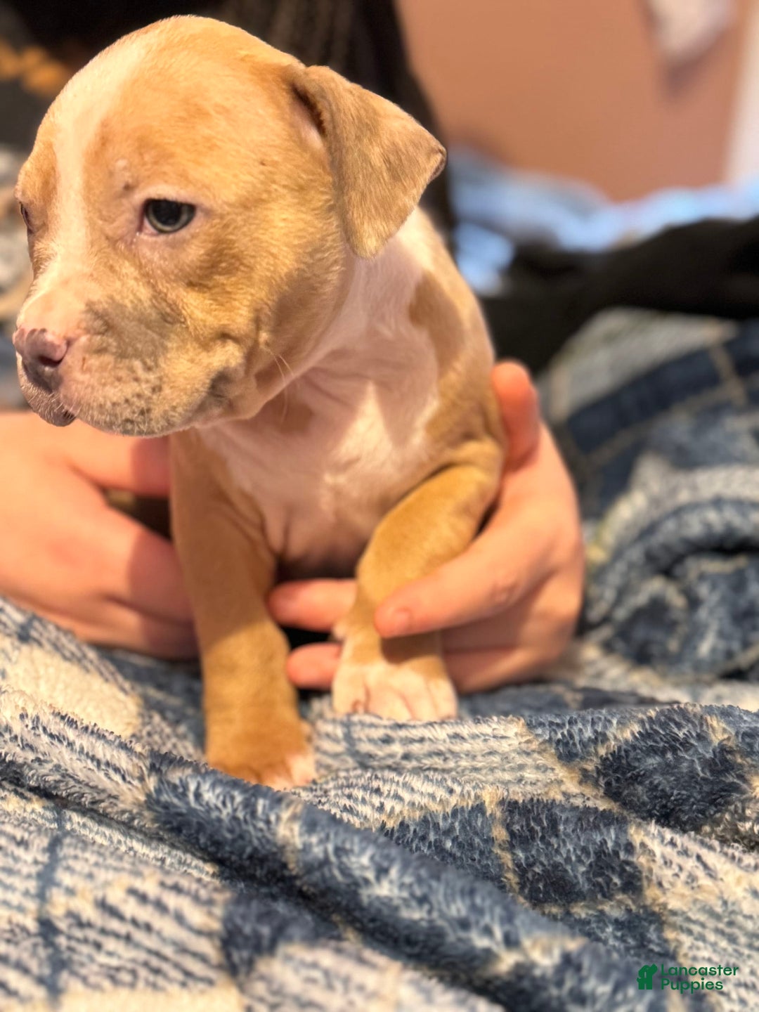 American Bully dogs for sale: Blossom - Image 4