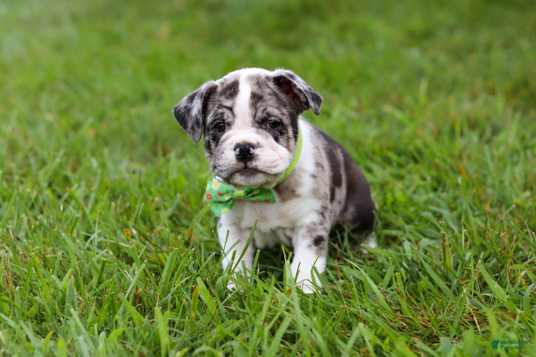 Beabull dogs for sale: Oreo - Image 14