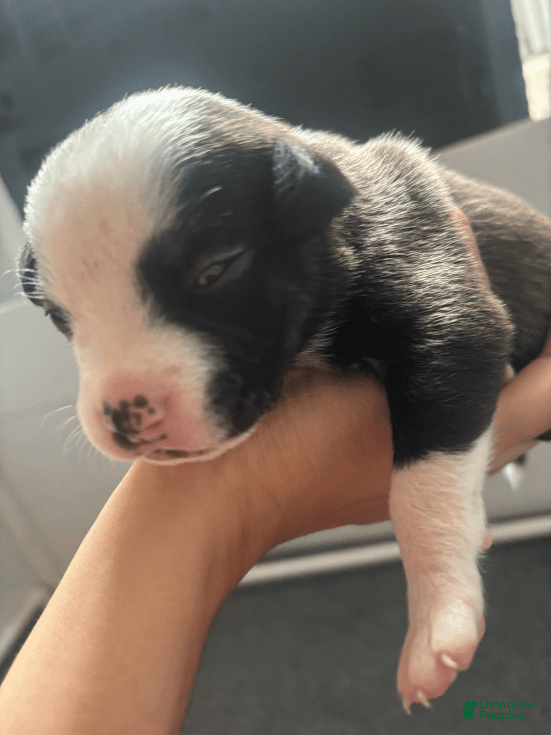 American Bully dogs for sale: Brindle - Image 2