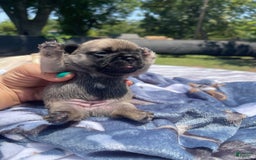 French Bulldog dogs for sale: French Bulldog 4 puppies - Image 4