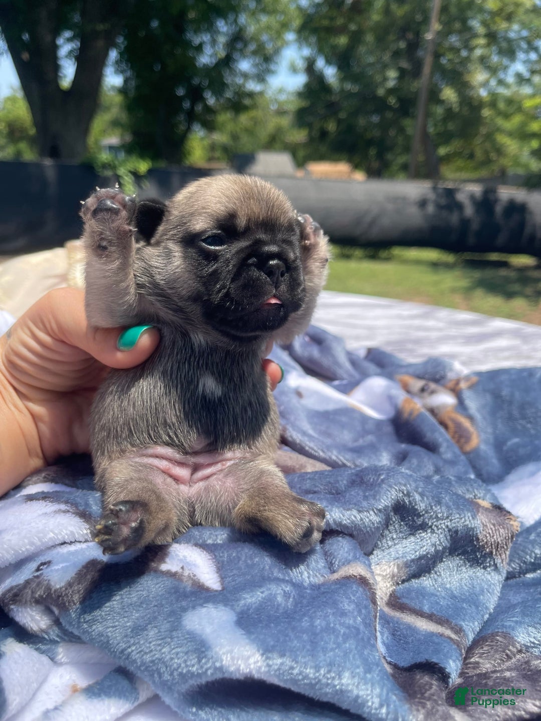 French Bulldog dogs for sale: French Bulldog 4 puppies - Image 4