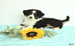 Miniature Australian Shepherd dogs for sale: Benji - Image 3