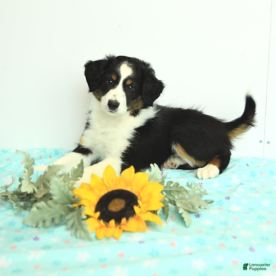 Miniature Australian Shepherd dogs for sale: Benji - Image 3
