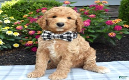 Standard Poodle dogs for sale: Duke - Image 11
