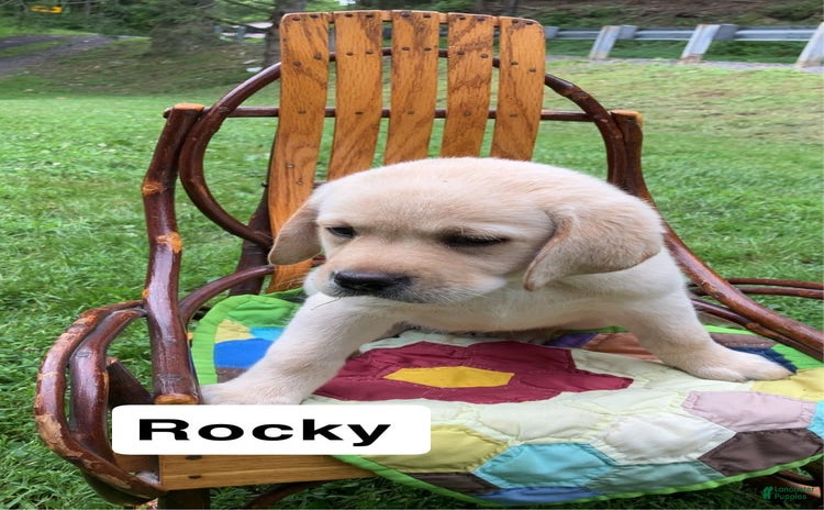 Labrador Retriever dogs for sale - Ad 4