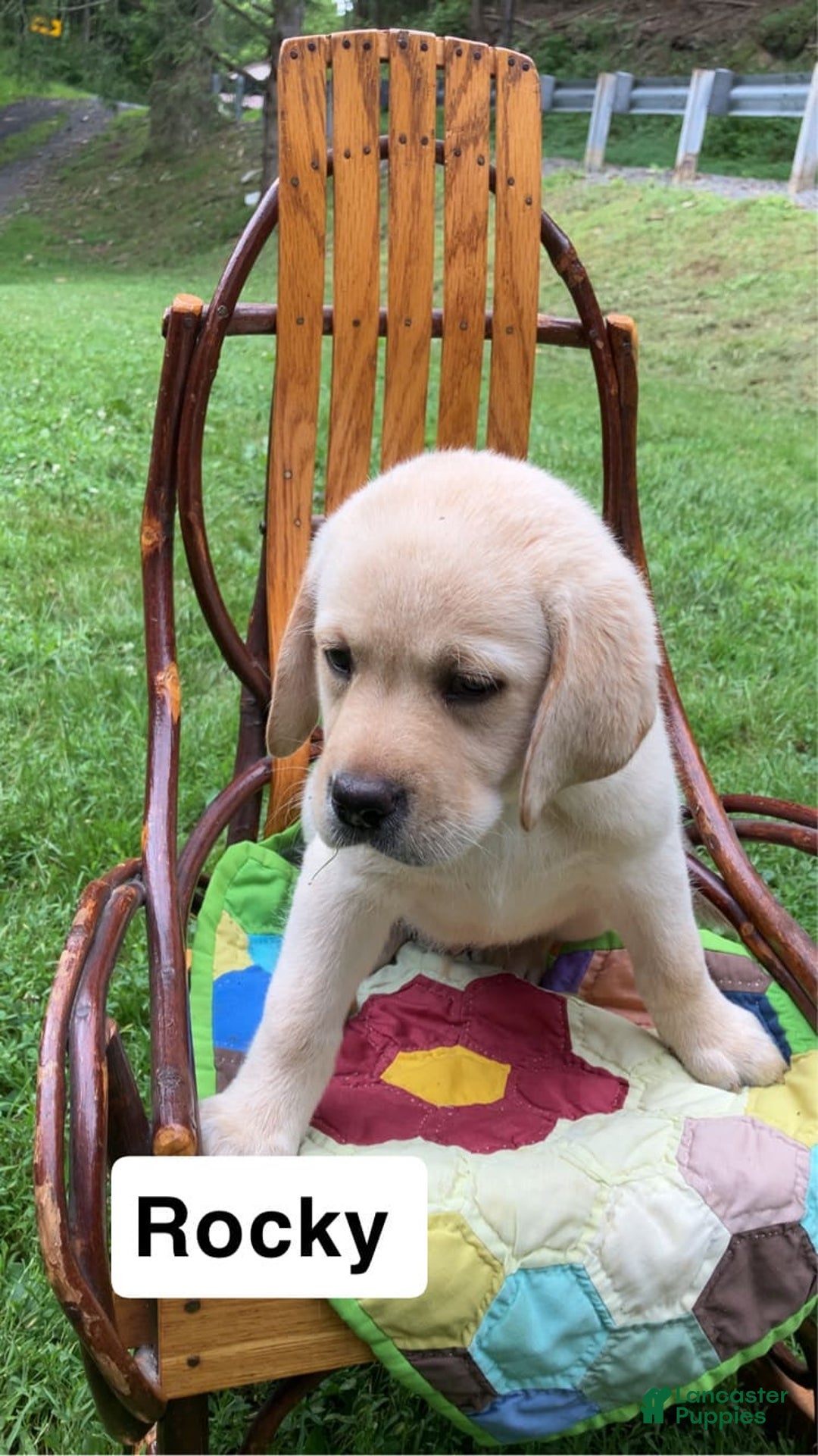 Labrador Retriever dogs for sale: Rocky - Image 1