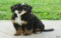 Mini Bernedoodle dogs for sale: Buddy - Image 2