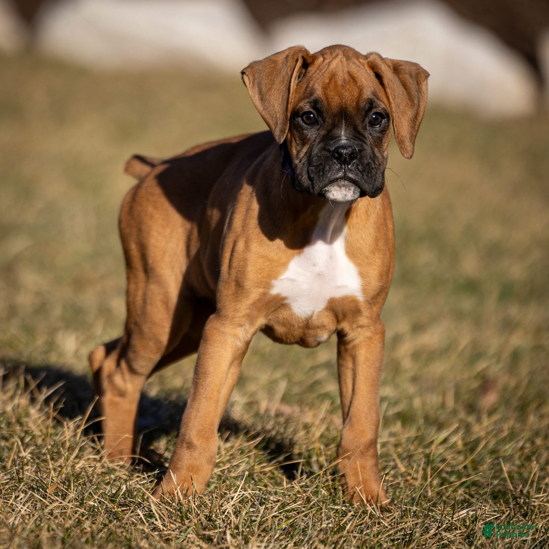 Boxer dogs for sale: Bear - Image 9