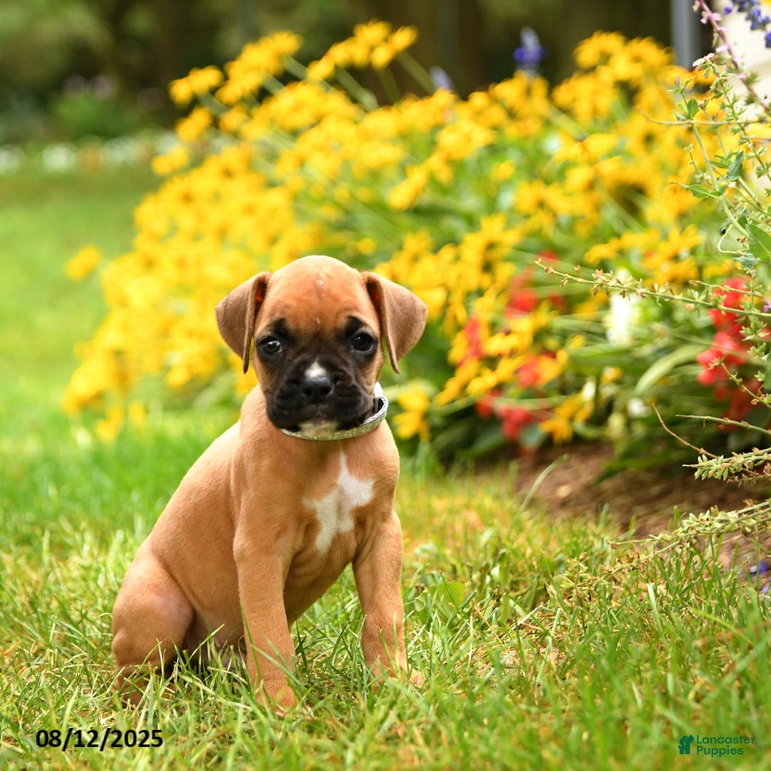 Boxer dogs for sale: Zion - Image 1