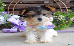 Yorkshire Terrier dogs for sale: Piper - Image 7