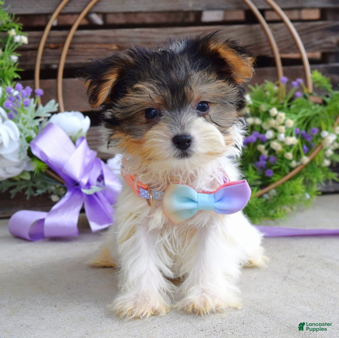 Yorkshire Terrier dogs for sale: Piper - Image 7