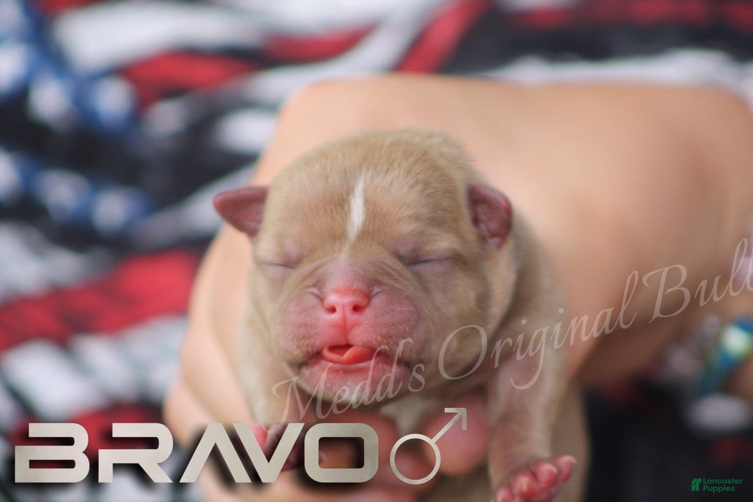 American Bully dogs for sale: Foxtrot - Image 13