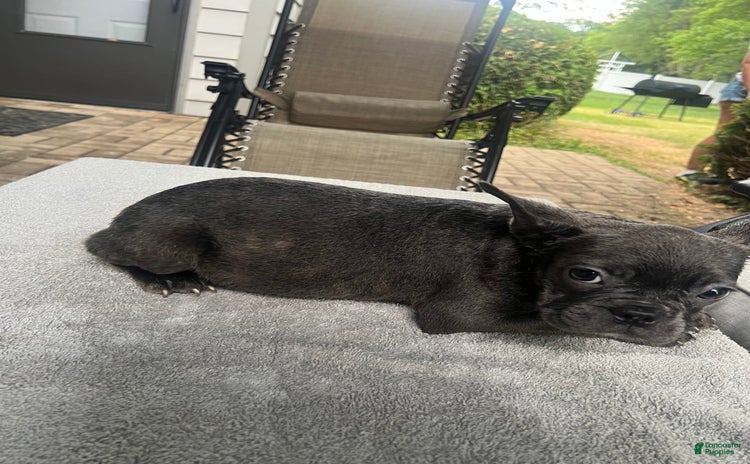 French Bulldog dogs for sale - Ad 1