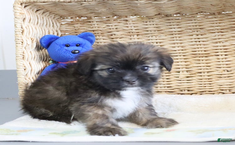 Shorkie dogs - Advert 36