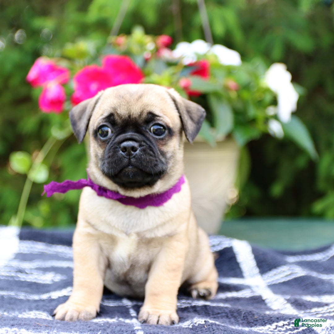 Jug dogs for sale: Pecan - Image 1