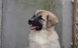 Anatolian Shepherd dogs for sale: Shyla - Image 3