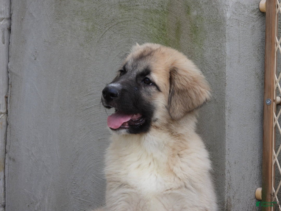 Anatolian Shepherd dogs for sale: Shyla - Image 3