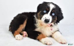 Miniature Australian Shepherd dogs for sale: Jody - Image 1