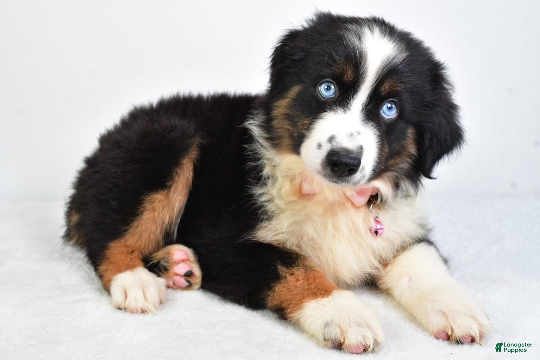 Miniature Australian Shepherd dogs for sale: Jody - Image 1