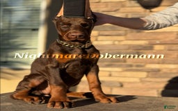 Doberman Pinscher dogs for sale: Buchana - Image 4