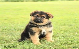 German Shepherd dogs for sale: Dynamo - Image 3