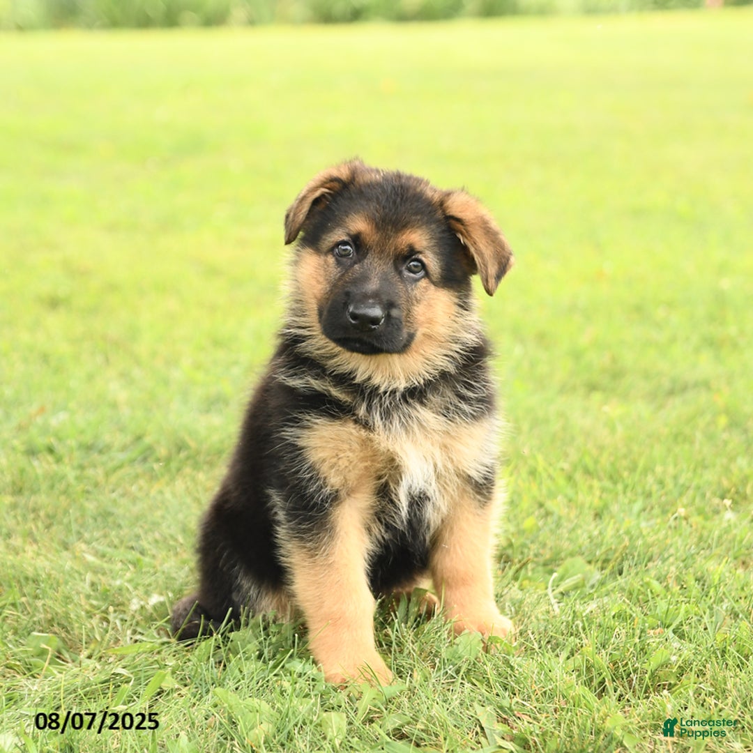 German Shepherd dogs for sale: Dynamo - Image 3