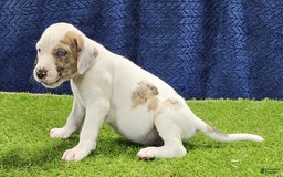 Catahoula Leopard Dog dogs for sale: Duchess 2025 Male 4 - Image 5