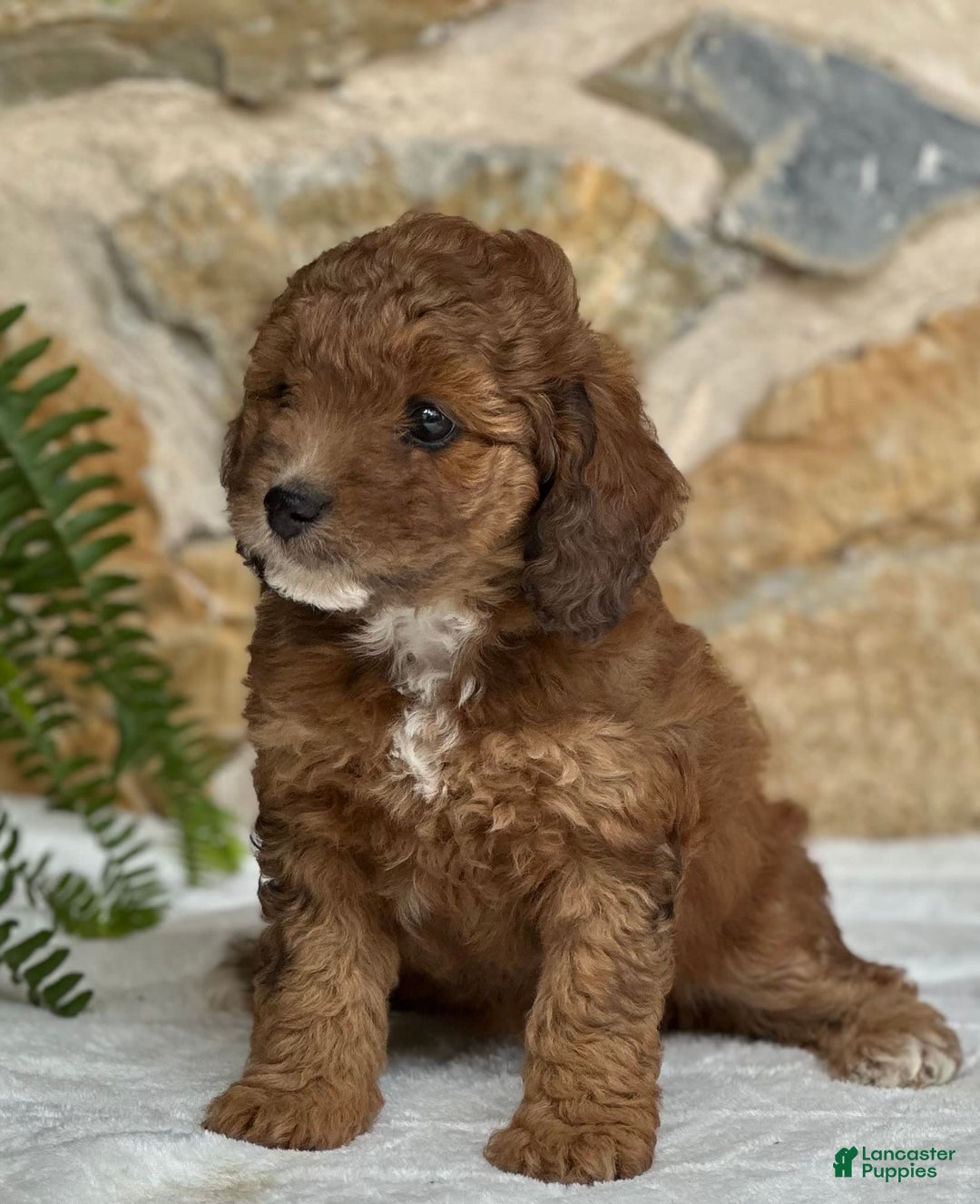Mini Aussiedoodle dogs for sale: Reece - Image 2