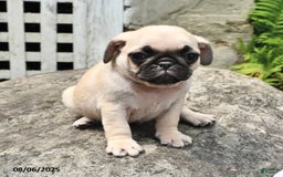 Pug dogs for sale: Biff - Image 2