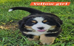 Bernese Mountain Dog dogs for sale: Yellow - Image 1