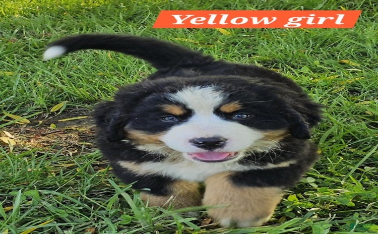Bernese Mountain Dog dogs for sale - Ad 3