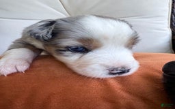 Miniature Australian Shepherd dogs for sale: Miniature Australian Shepherd 5 puppies - Image 6