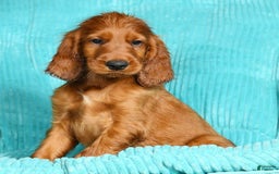 Irish Setter dogs for sale: Marley - Image 1