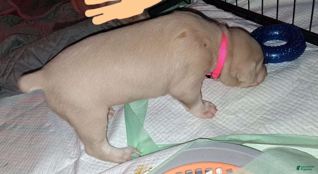 Doberman Pinscher dogs for sale: Pink Collar - Image 2
