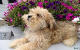 Shorkie dogs for sale: Drew - Image 2