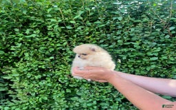Maltipoo dogs for sale: Kevin - Image 2