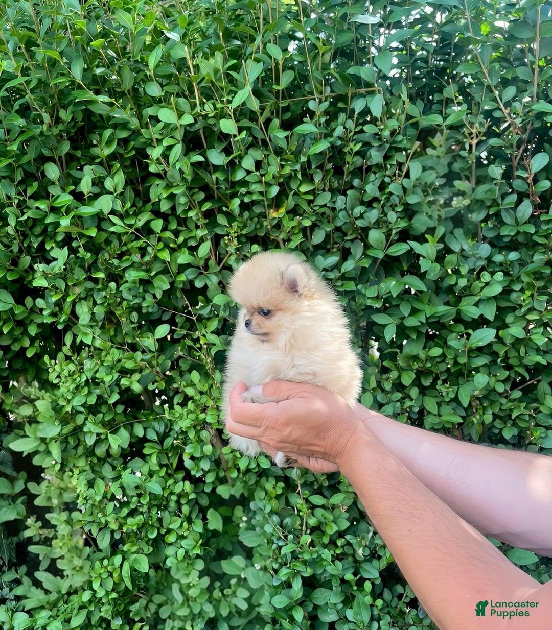 Maltipoo dogs for sale: Kevin - Image 2
