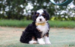 Mini Bernedoodle dogs for sale: Apollo - Image 3