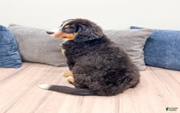 Bernese Mountain Dog dogs for sale: Raven - Image 2
