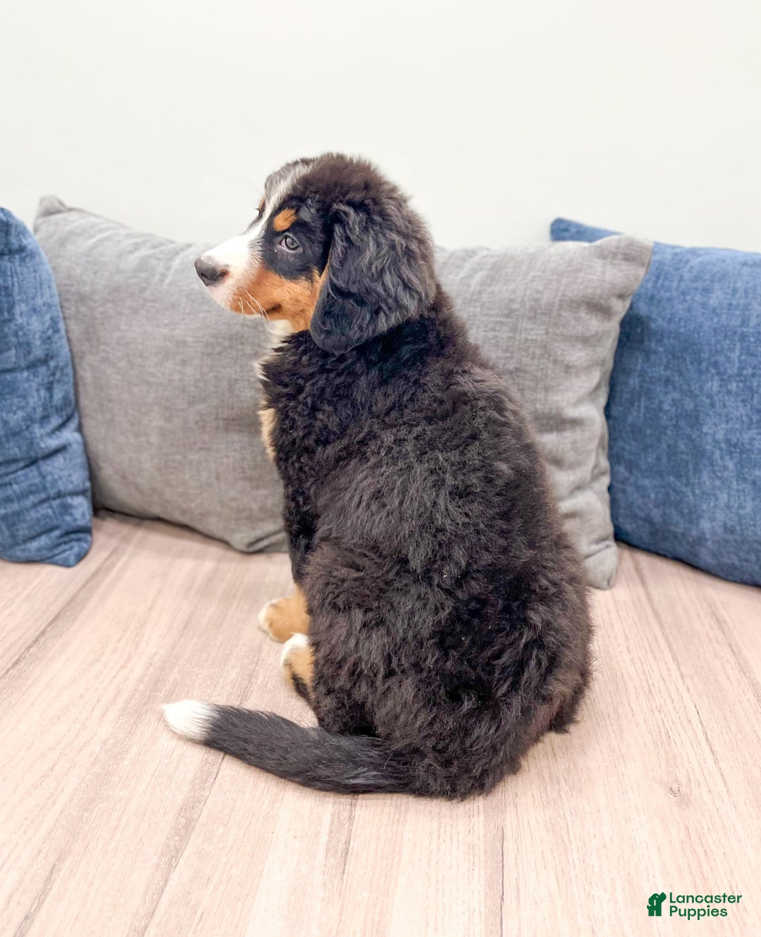 Bernese Mountain Dog dogs for sale: Raven - Image 2