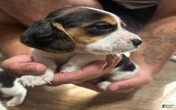 Beagle dogs for sale: Daisy - Image 1