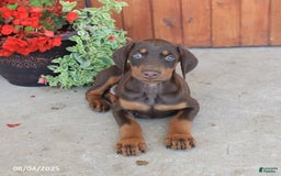 Doberman Pinscher dogs for sale: Dozer - Image 3