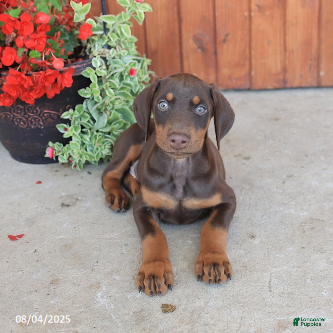Doberman Pinscher dogs for sale: Dozer - Image 3