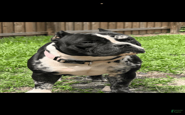 American Bully dogs for sale - Ad 1